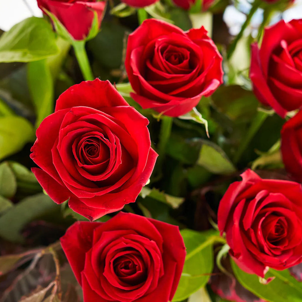 Annette Roses Flowers Roses Bouquet – Ann's Flowers